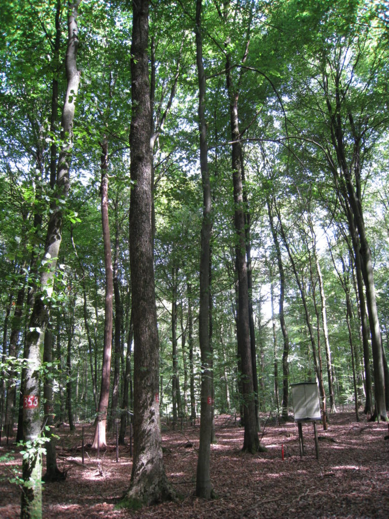 Stand consisting of a balanced mixture of oak and beech with the presence of beech regeneration (oaks regenerated in 1880)