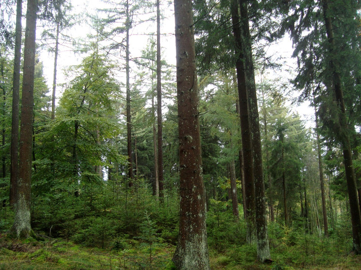 Oud sparrenbos uit de jaren '30 behandeld volgens continue dekking bosbouw