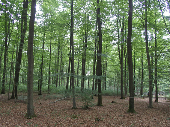 Even oud beukenbos uit 1934