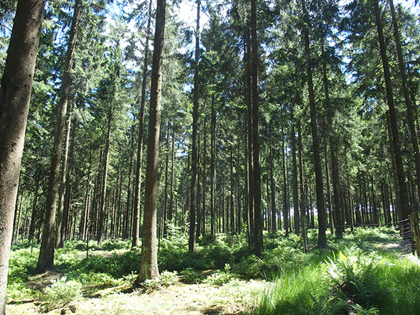 Oude sparren plantage uit 1949