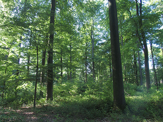 Oud beukenbos uit 1884 gemengd met oude eiken