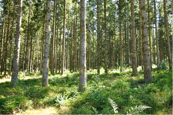 Oude sparren plantage uit 1950 geleidelijk omgevormd tot bos met bomen van ongelijke leeftijd