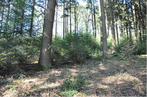 Old Douglas fir plantation from 1941 progressively converted into uneven-aged stand