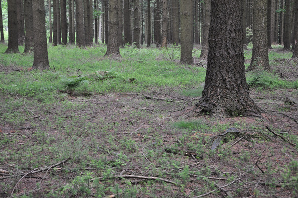 Old Douglas fir plantation from 1955 progressively converted into uneven-aged stand.