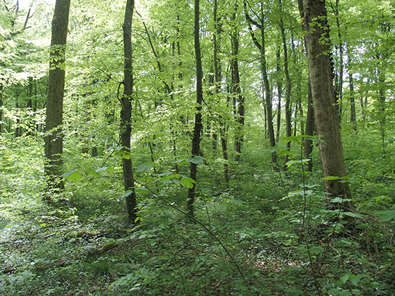 Beech stand from 1949 mixed with various broadleaves