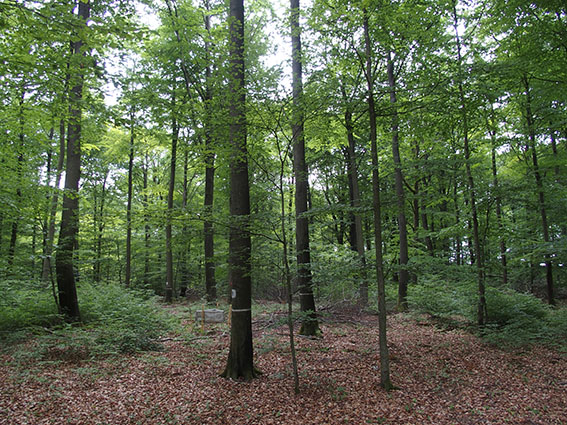 Mixed oak-beech stand with beeches from 1925