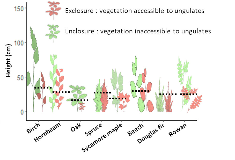 EnclosureExclosureHeight_EN