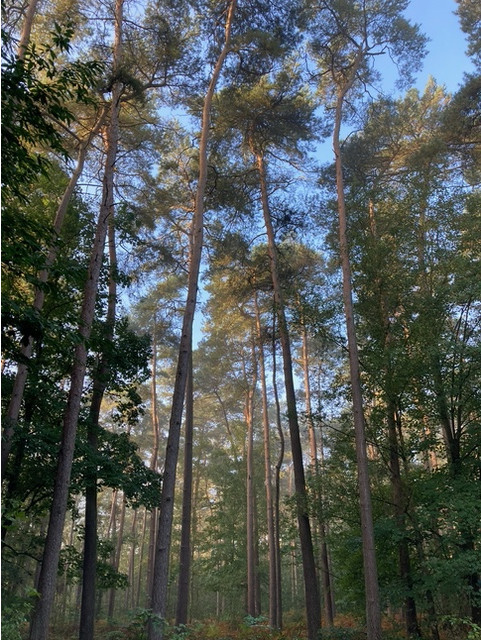 Old Scotch pine stand from 1914