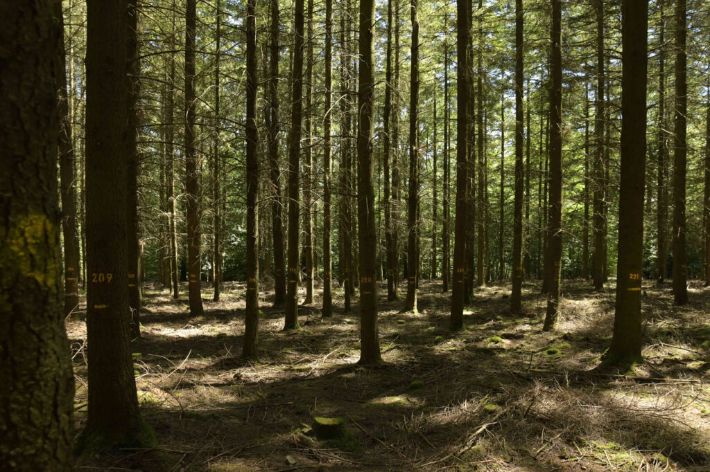 Douglas fir plantation from 1981