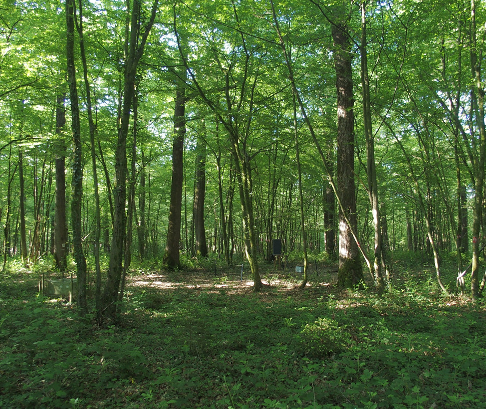 Oak and hornbeam coppice-with-standards stand from 1880