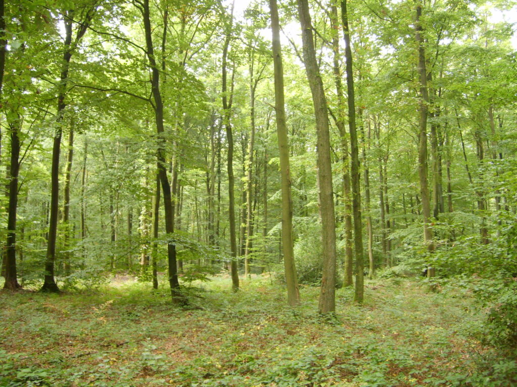 Mixed stand dominated by oak with the presence of oak, beech and birch regeneration