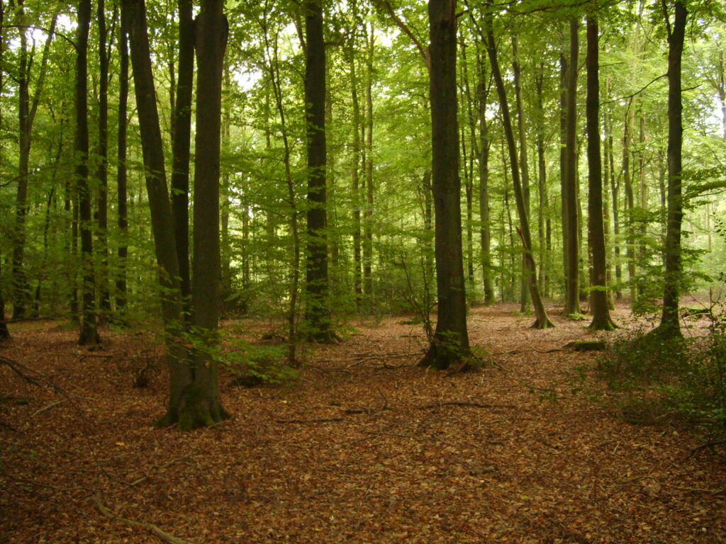 Mixed stand dominated by beech with a significant proportion of oak in the overstory